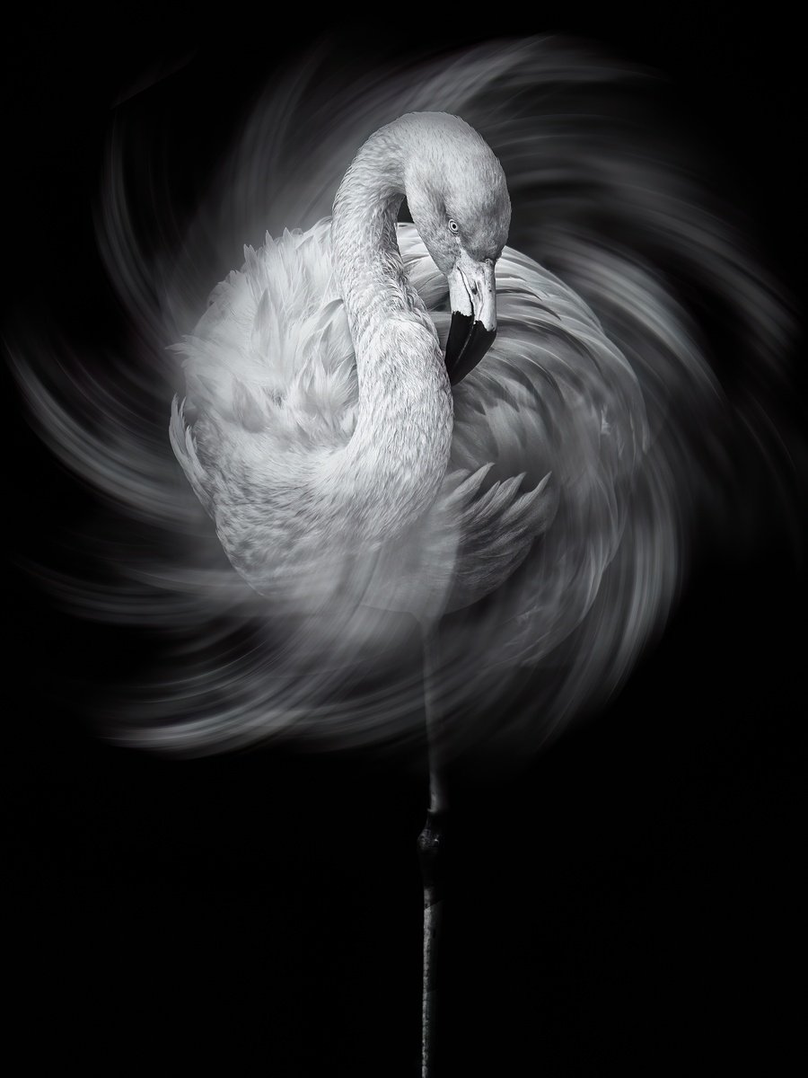 Animal Photograph By Paul Nash, 18 X 24", Flamingo Swirls, Original Artwork