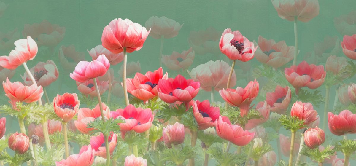 Red Anemones by Fionna Bottema