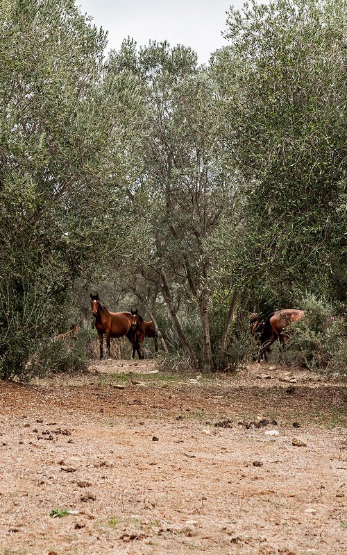 Horses by Salvatore Matarazzo