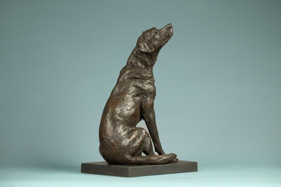 "Affection"Labrador BR