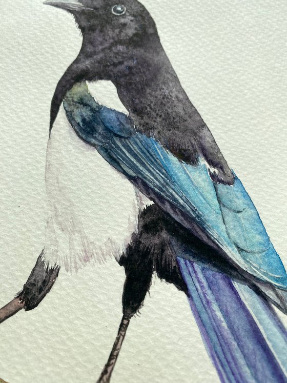 Watercolour bird magpie sitting on a branch in the rays of the sun 5