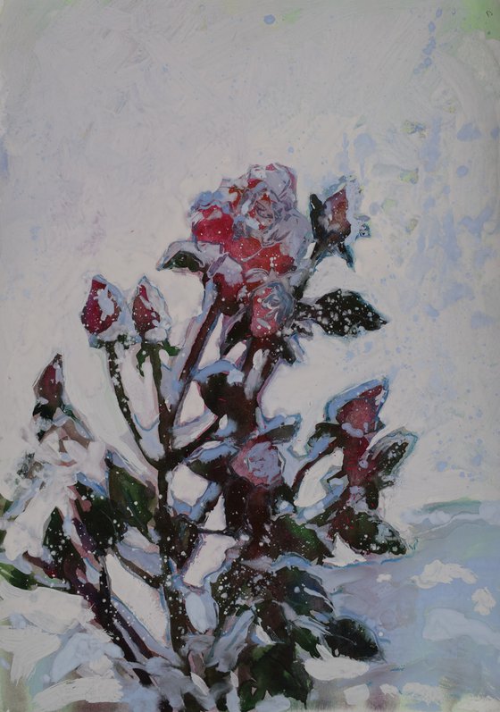 Roses in the snow