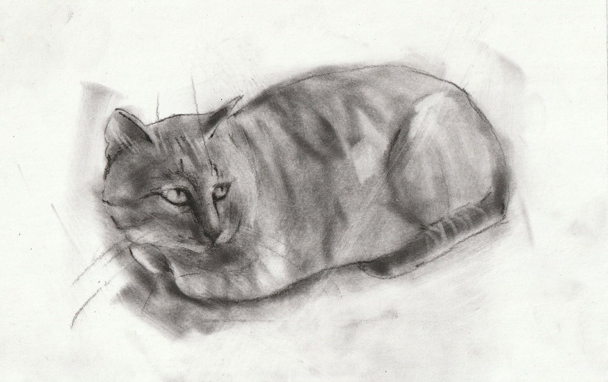 Animal Charcoal Drawing By Anastasia Terskih, 7 X 5, Cat, Original Artwork
