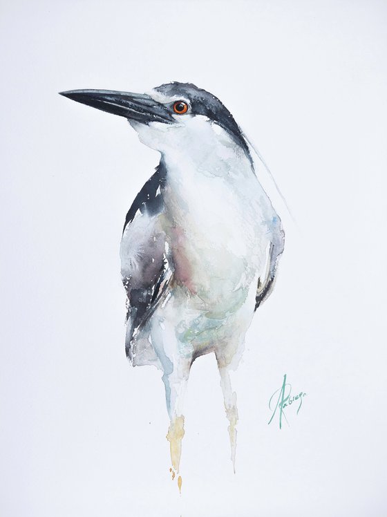 Black-crowned Night Heron