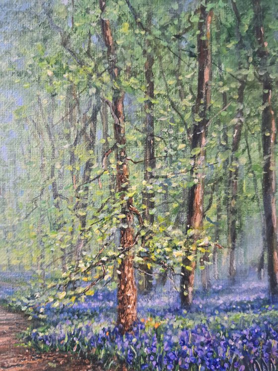A Walk In The Bluebell Woods