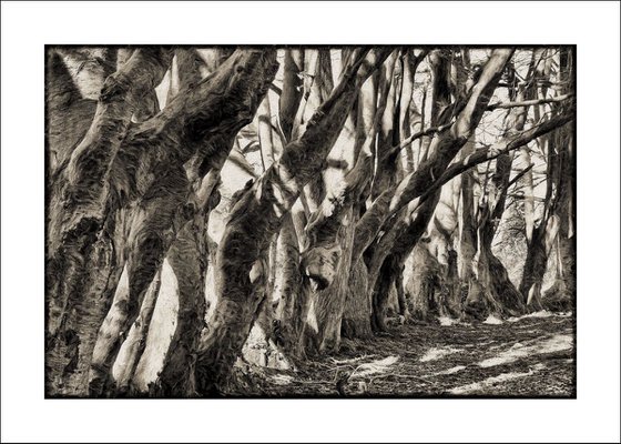 Line of Knarled Trees...