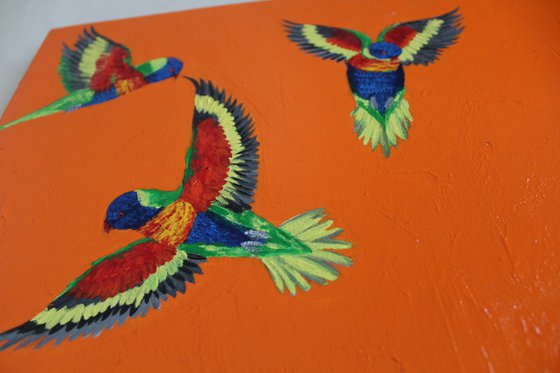 Rainbow Lorikeets in Flight