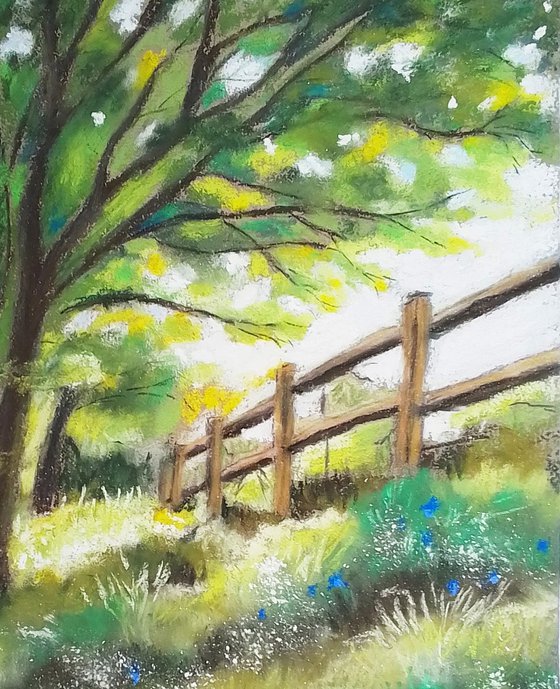 Morning light meadow