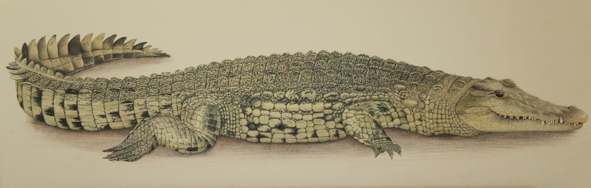 Nile Crocodile by Lorraine Sadler