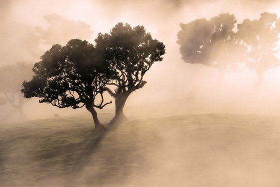 Luminous Mist