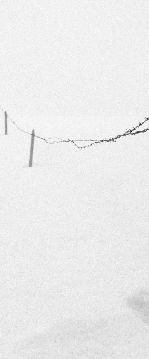 Fence by V Sebastian