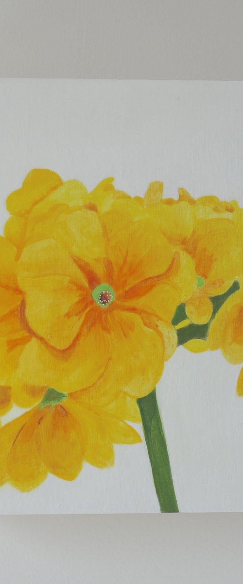 Yellow Primulas by Susan Porter
