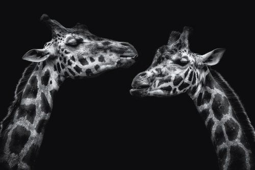 Giraffes by Paul Nash