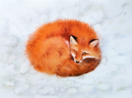 Red Fox Curls Up for a Nap