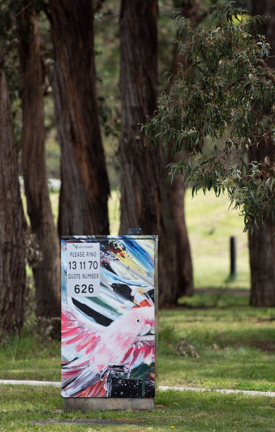 Capturing Freedom - Pink Cockatoo