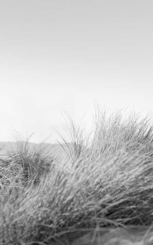 Beach Grass by Robert Houser