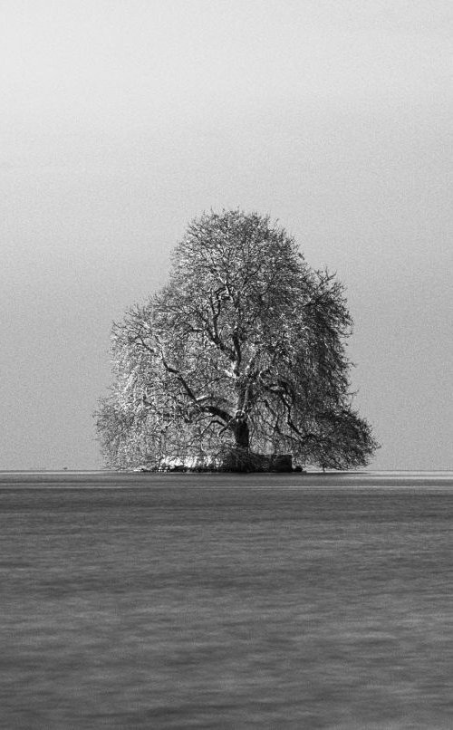 Tree in Lac Léman, Villeneuve, Switzerland by Charles Brabin