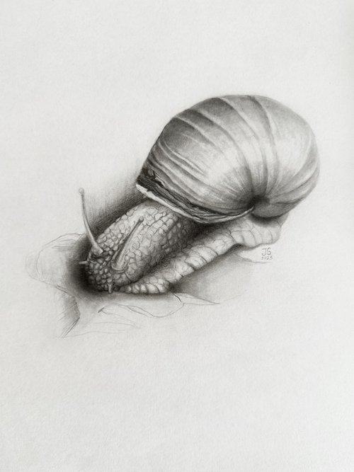 A snail from the Garden by Julia Gorislavska
