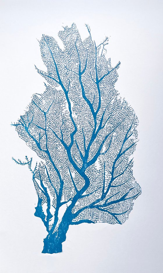 Sea Fan