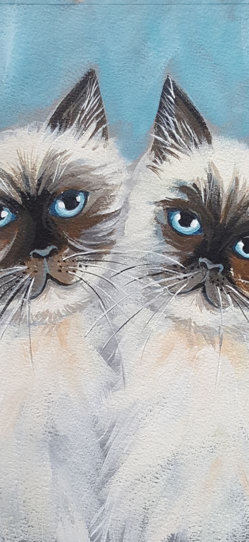 Himalayan cats by Mary Stubberfield