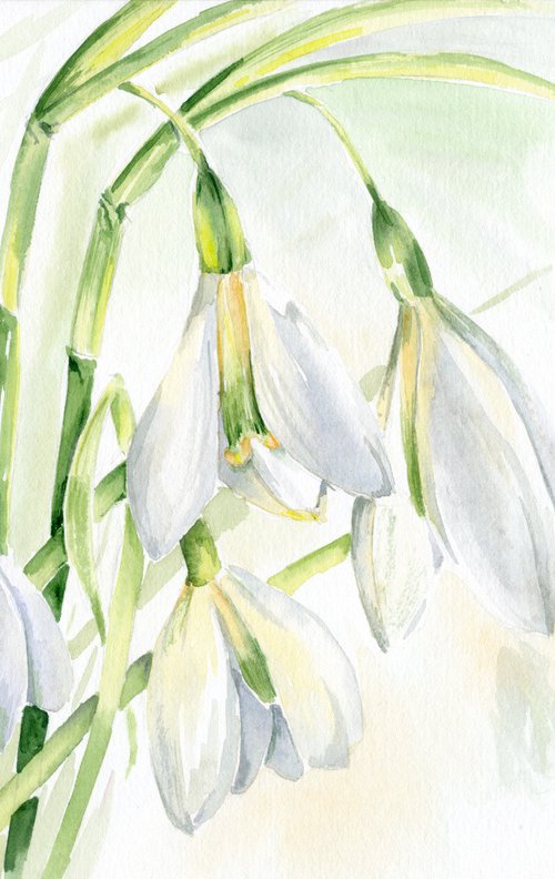 Tender Snowdrops by Olga Koelsch