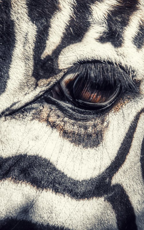 Sad zebra by Vlad Durniev