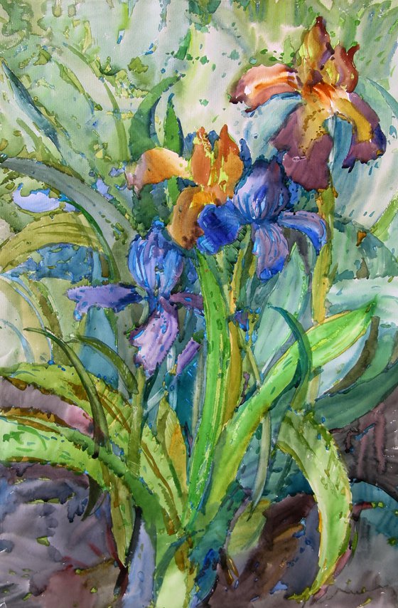 Irises. Summer