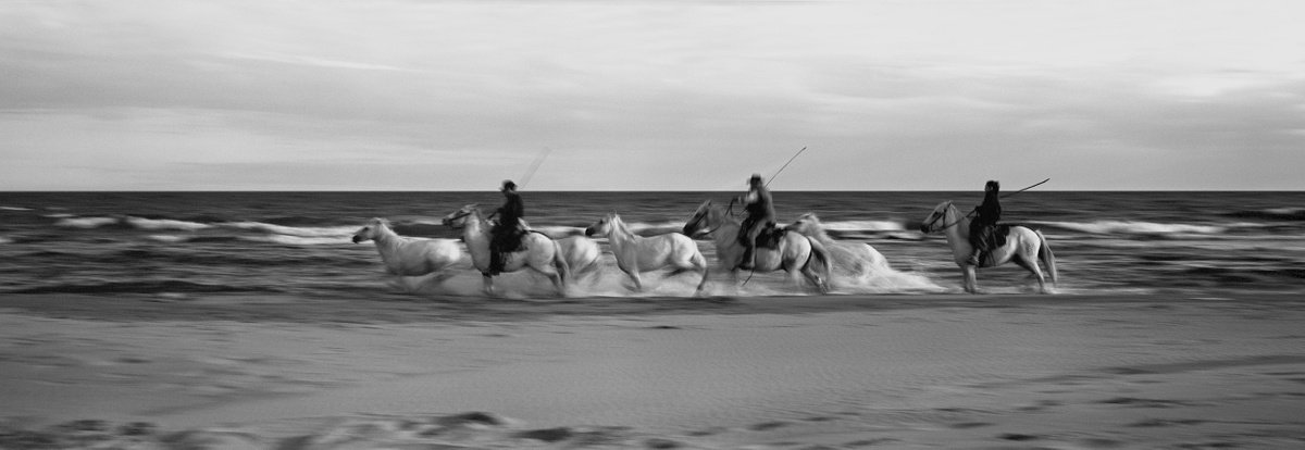 Camargue horses I by Hermann Einbinder