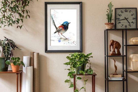 Fairy Wren Bird