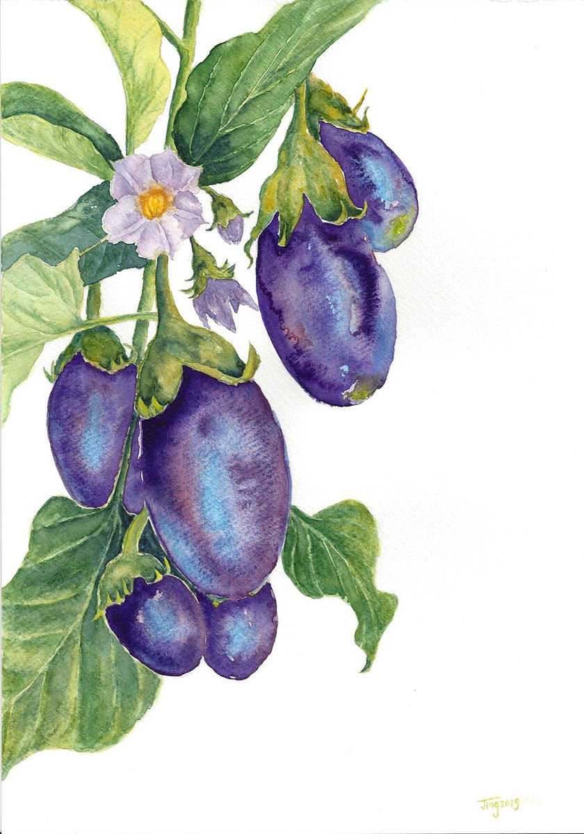 Eggplant harvest by Jing Tian