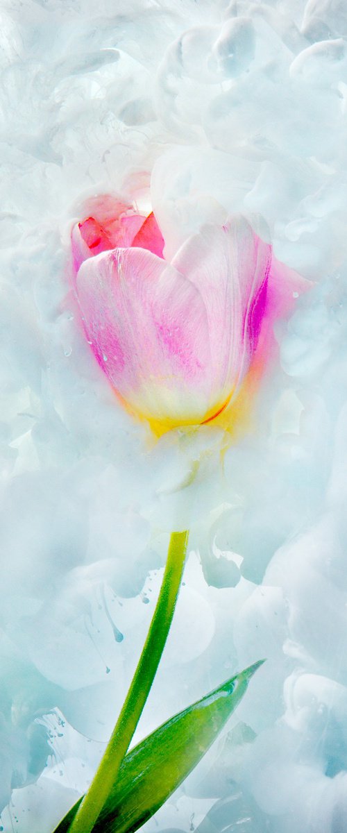 Tulip by Hennadiy Kvasov