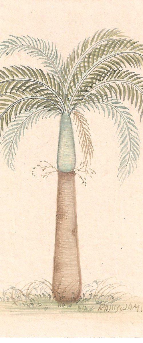 Bottle Palm | Indian Miniature by Mukesh Swami
