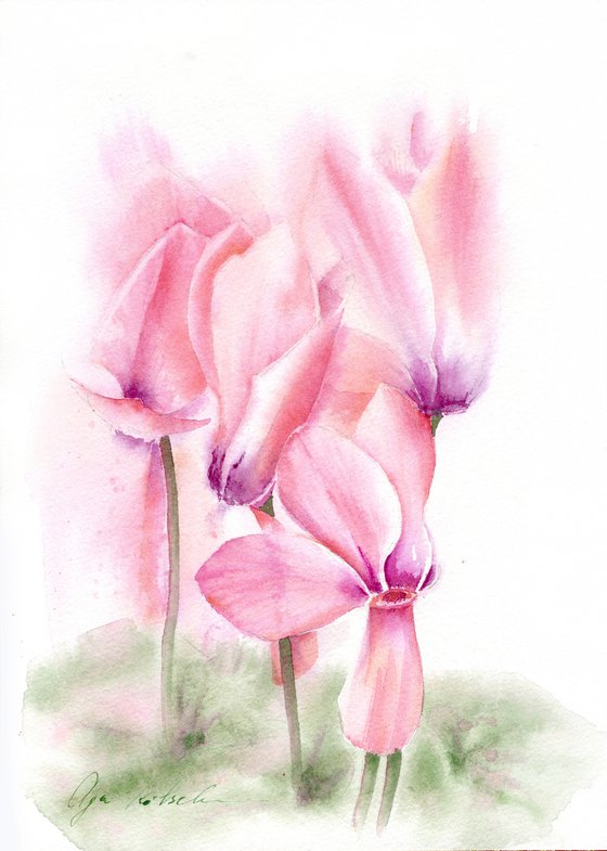 Pink Cyclamen