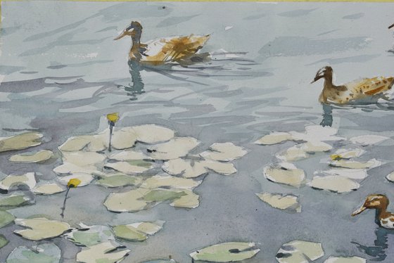 Ducks