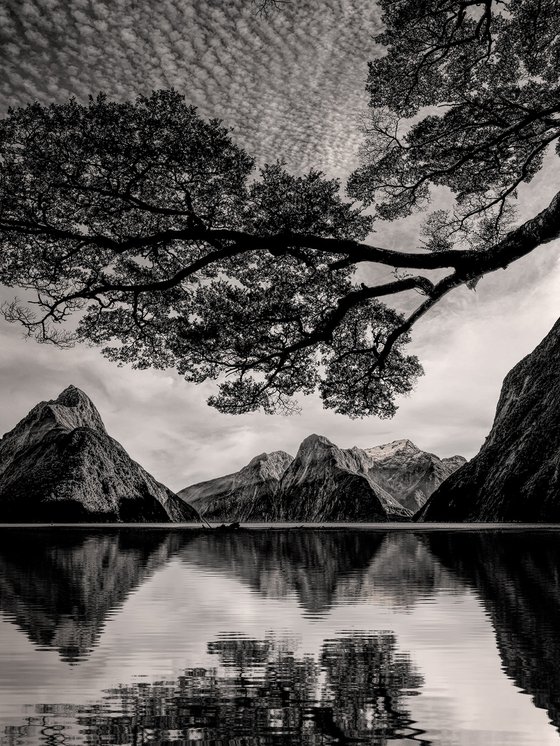 Canopy Over The Fiord