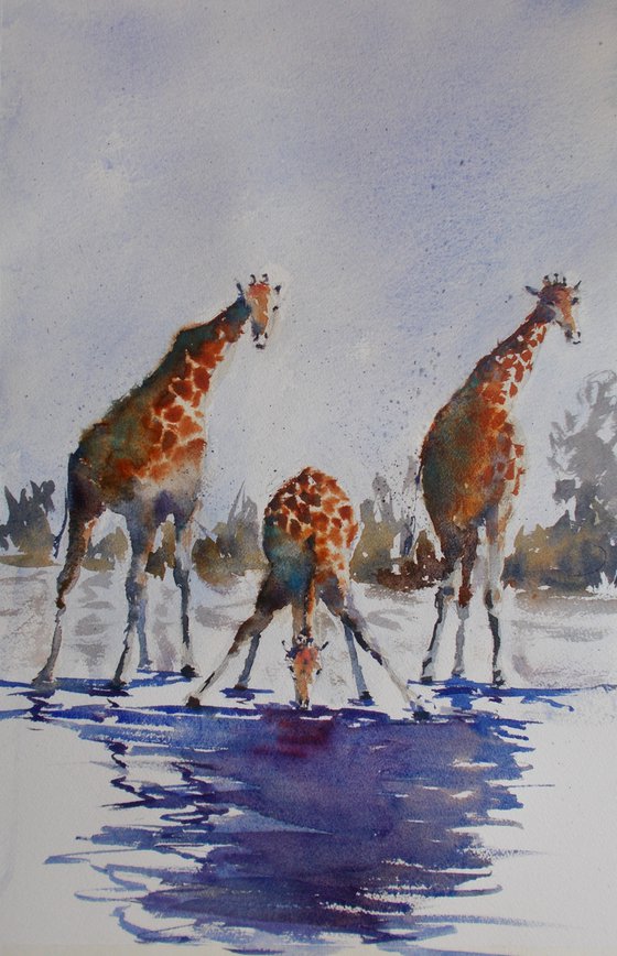 giraffes