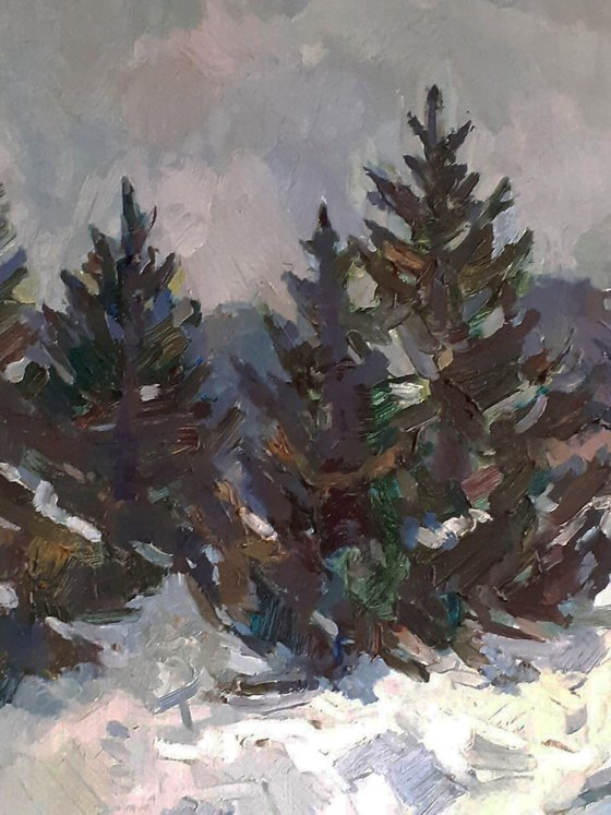 Christmas Trees Covered with Snow