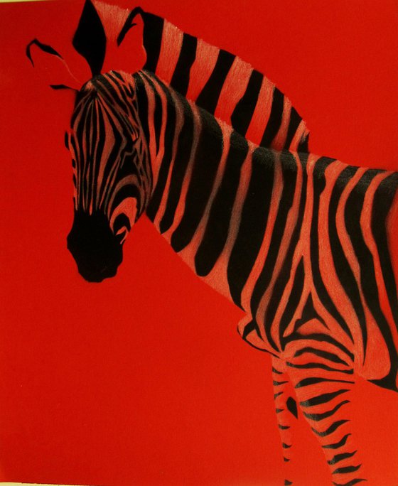 Red zebra