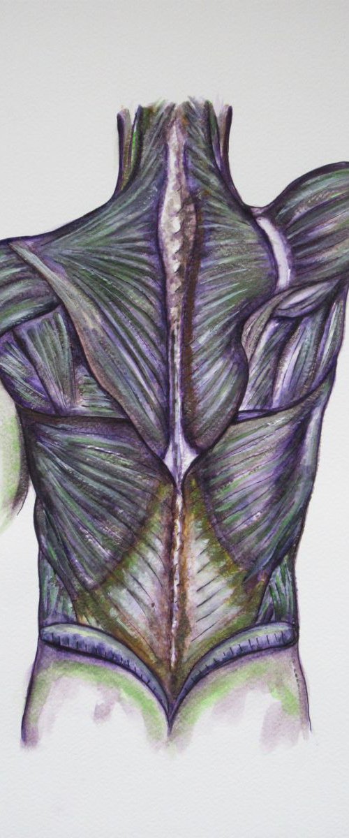 Musculature of the Back by Jacqueline Talbot