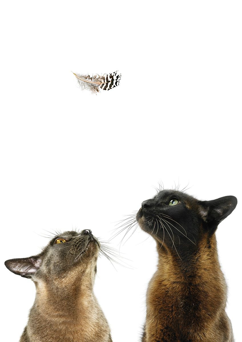 Photorealistic Animal Photograph By Gandee Vasan, 17 X 23, Burmese Pair, Original Artwork