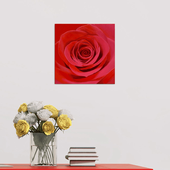 True Love. Rose