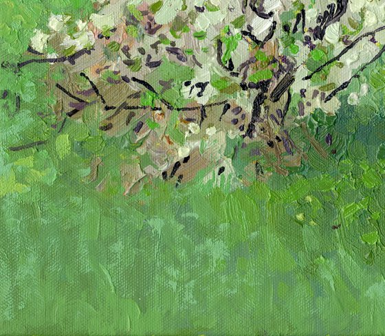 The cherry tree is in bloom