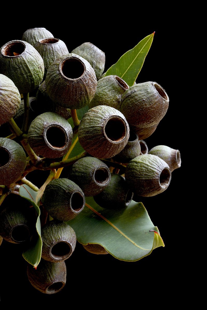 Photorealistic Photograph , Gum Nut Bunch By Nadia Culph, 24 X 35, Artwork For Sale On Artfinder