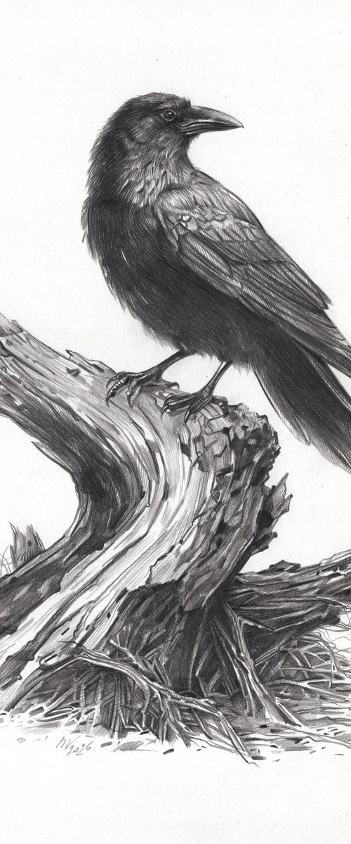 Crow on Driftwood by Daria Maier