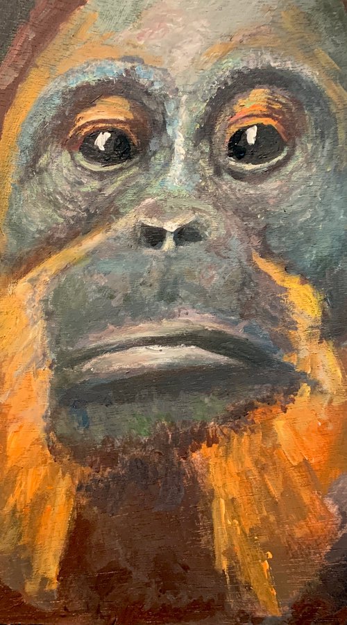 Orangutan by Ryan  Louder