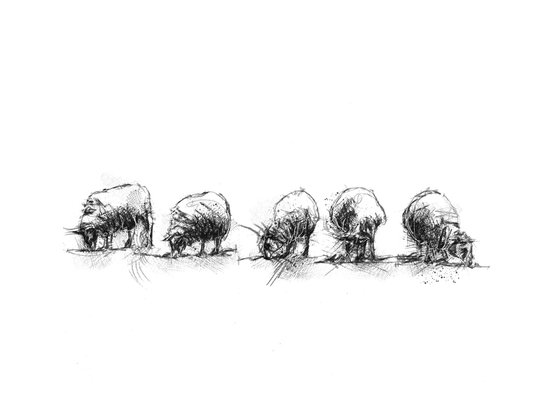 Sheep feeding