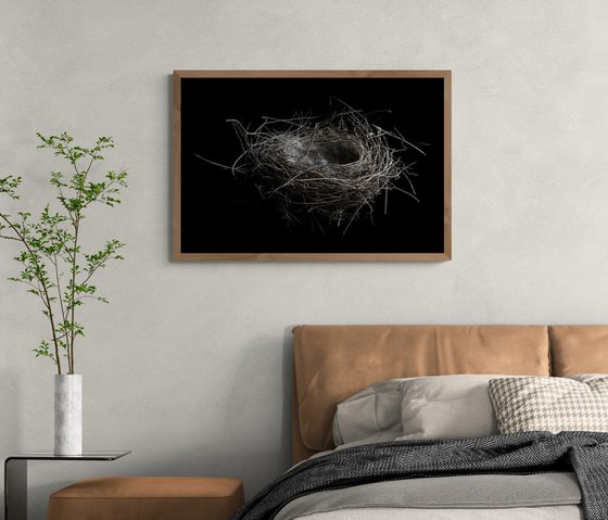 Bird's Nest
