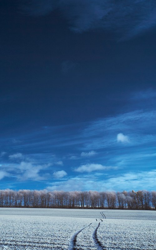 Colonnade Of Trees #3, Kithurst Hill by Ed Watts