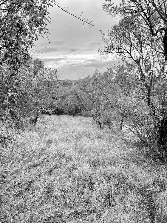 NT#183 nature #5