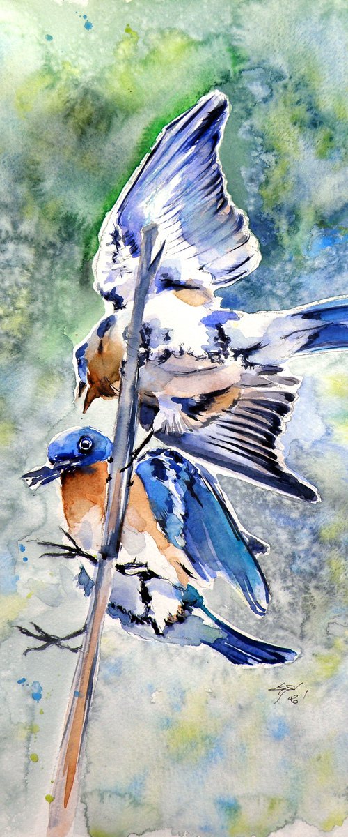 Birds fighting by Kovács Anna Brigitta